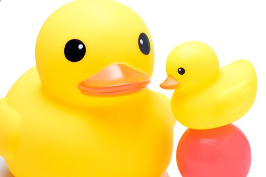 yellow rubber duck with colorful ball in isolate white background