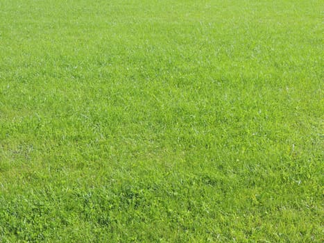 Grass green background. Green Lawn. Green grass.