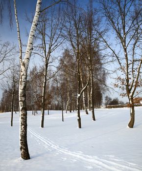  the birches growing in park in a winter season