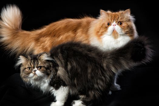 Red big persian cat and dark persian little kitten