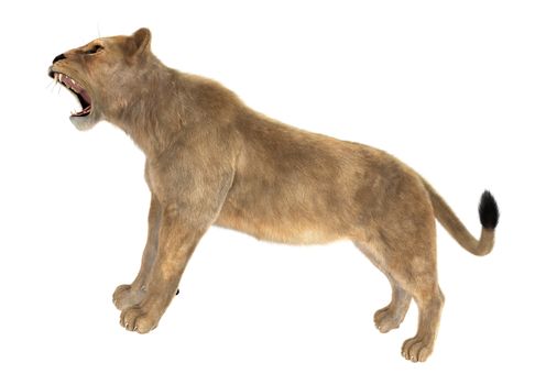 3D digital render of a female lion roaring isolated on white background