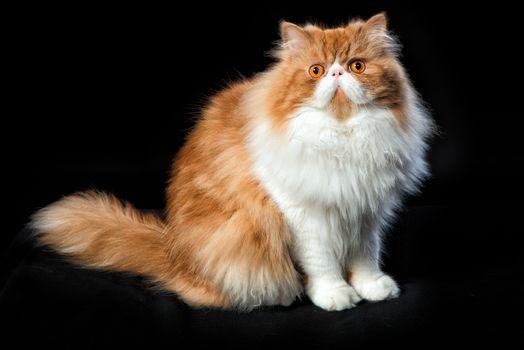 Red big adult persian cat costs on a black background