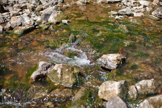 Mountain creek in summer siberian forest