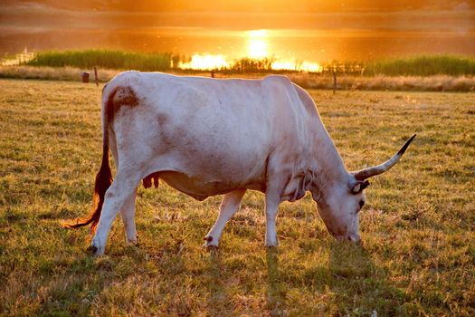 White cow with big horns in the sunset