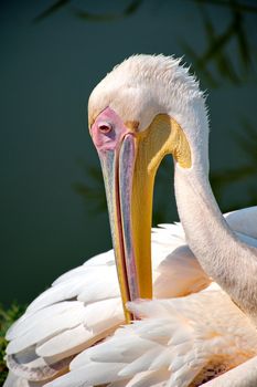 Pink pelican