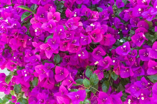 Purple blooming flower, Bougainvillea flower