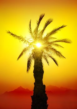 Palm in desert mountains at the sunset