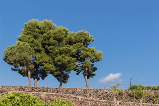 An Image of Three Tree in a sunny day