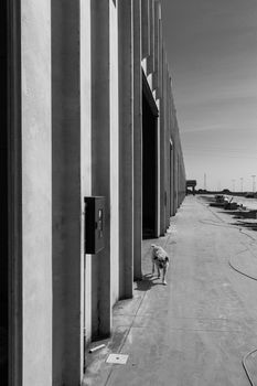 The dog in a desolate warehouse