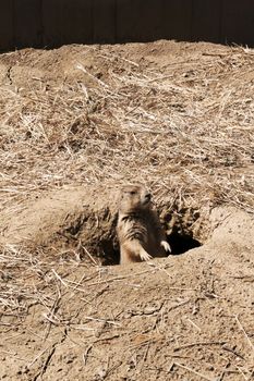 A single prairie dog peaking out of his den on guard.