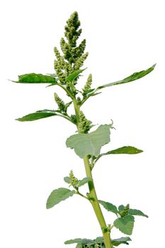 The pigweed (Amaranthus retroflexus) is a common garden weed.