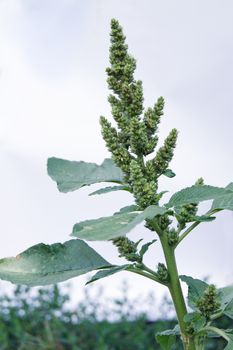 The pigweed (Amaranthus retroflexus) is a common garden weed.