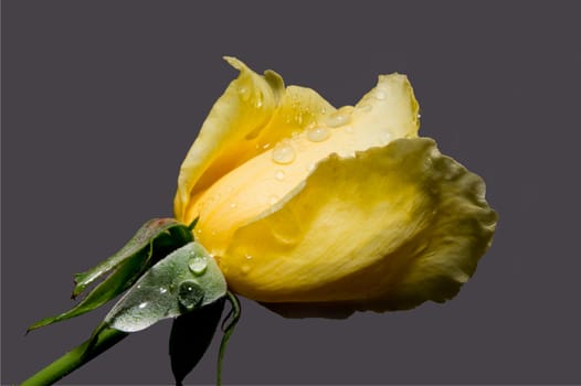 A yellow rose rain, water droplets filled.