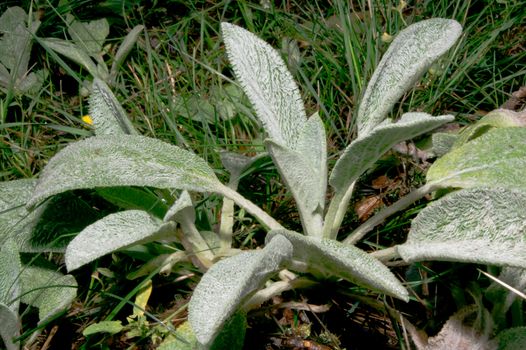 The Woolly Stachys (Stachys byzantine) garden ornament.