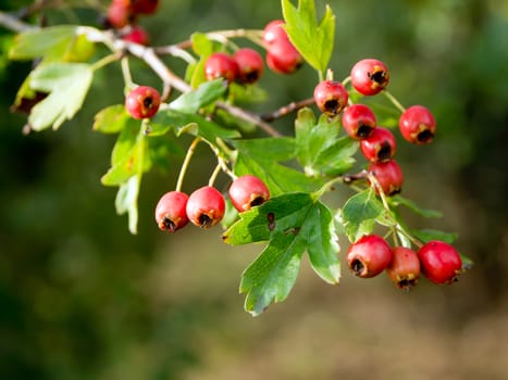 Fruit of hawthorn (Crataegus laevigata) at the end of the summer.