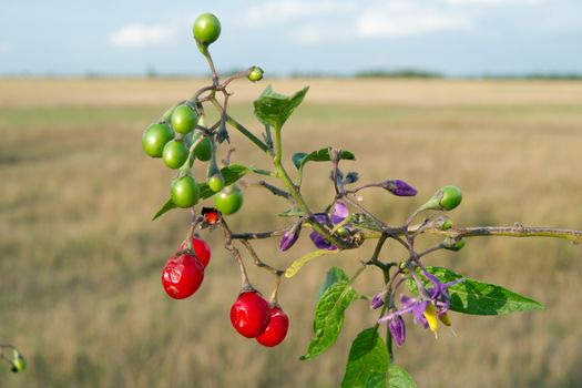  Red nightshade (Solanum dulcamara) can be used for healing.