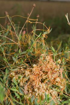 The big dodder (Cuscuta campestris) parasitic plant.
