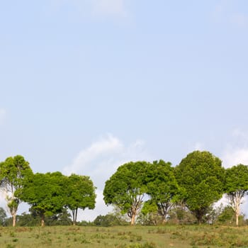 Row of green trees and blue sky