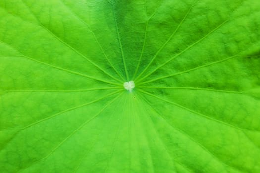 Fresh natural green leaf texture background .