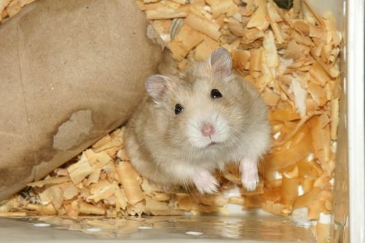 Cute hamster in sawdust wooden house