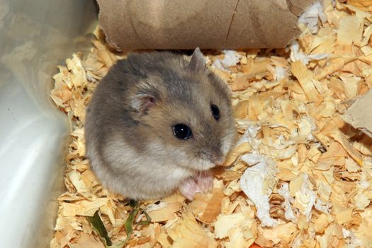Cute hamster in sawdust wooden house