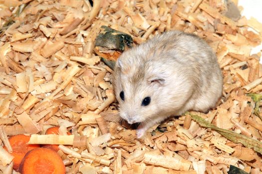 Cute hamster in sawdust wooden house