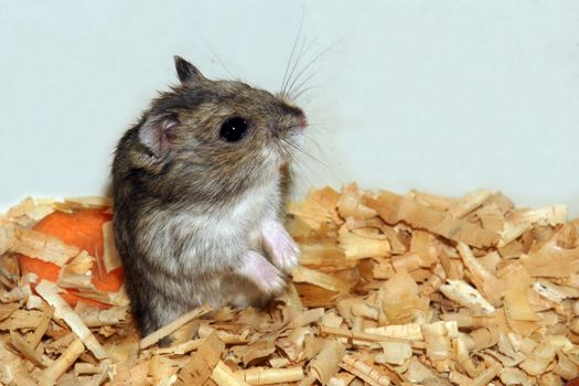 Cute hamster in sawdust wooden house