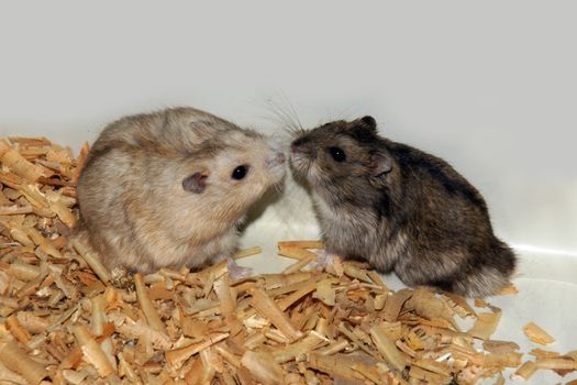 Cute hamsters in sawdust wooden house