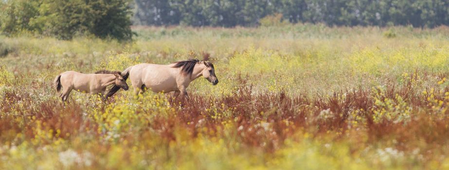 Konik horses walking in the dutch landscape