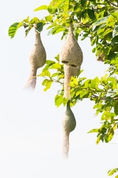 Baya weaver bird nest at a branch of the tree