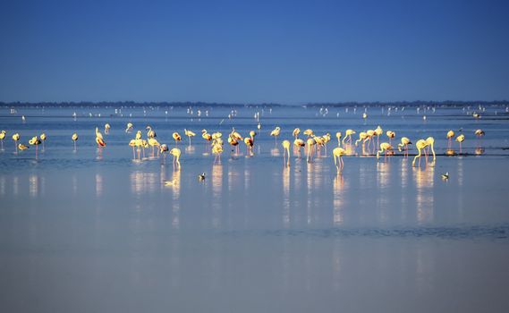 Flock of flamingos eating in the morning light, Camargue, France