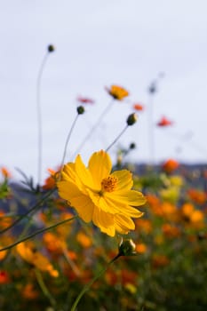 Close up orange cosmos flower family fompositae in garden