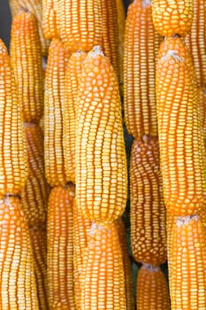 Dried corn hung up in harvest time