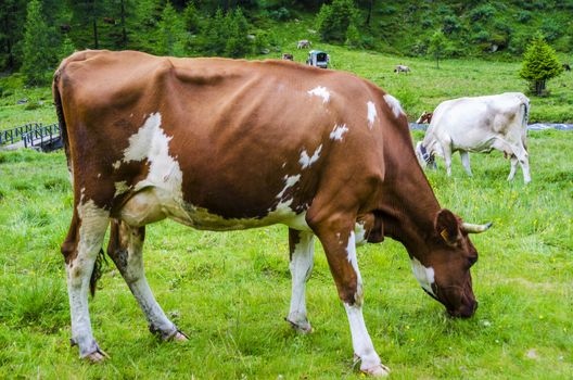 Two cows grazing on an alpine meadow