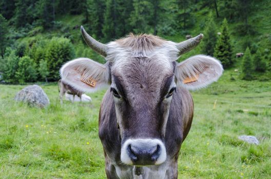 Two cows grazing on an alpine meadow