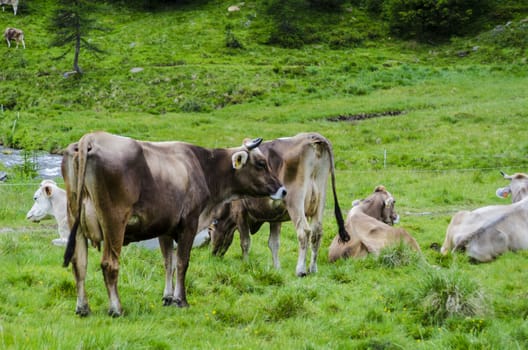 Two cows grazing on an alpine meadow