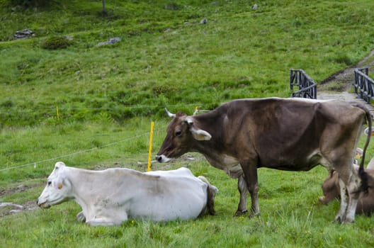 cows grazing on an alpine meadow