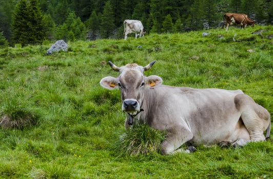 cows grazing on an alpine meadow
