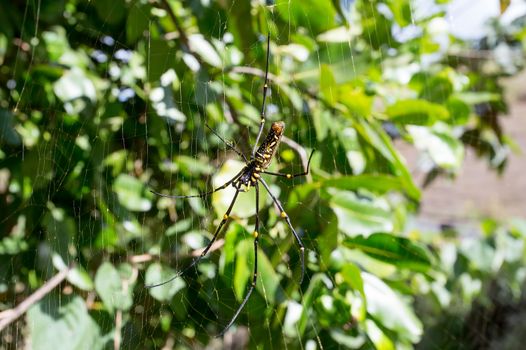 Close up of golden orb weaver or giant wood spider or banana spider (Nephila pilipes) on its web in nature, ventral view