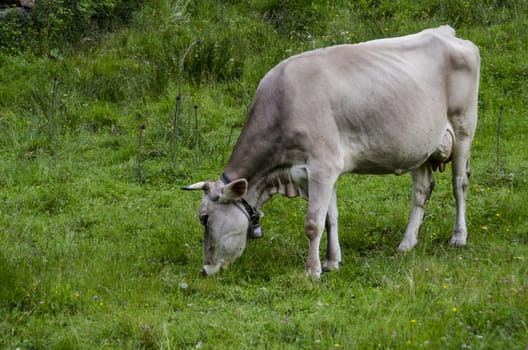 cows grazing on an alpine meadow