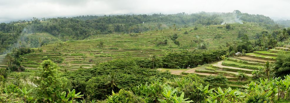 panorama of beautiful Rice terraced paddy fields in central Bali, Indonesia