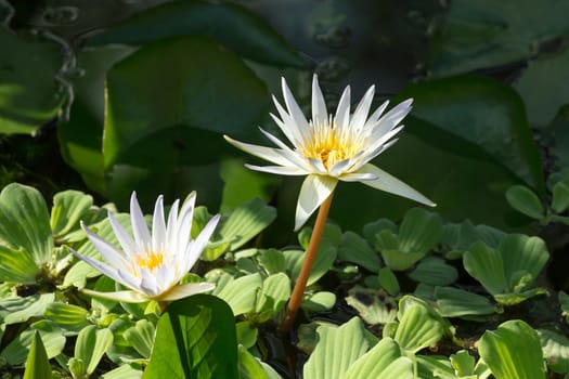blooming white water lily, Nusa penida, Bali, Indonesia