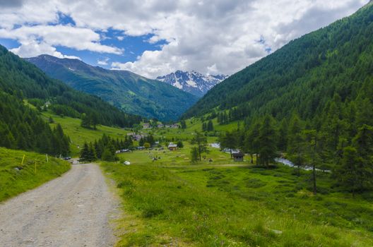 road at the foot of the Alps, and coniferous forest