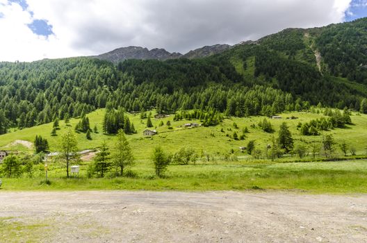 road at the foot of the Alps, and coniferous forest