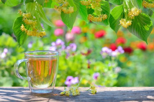 cup with linden tea and flowers in garden
