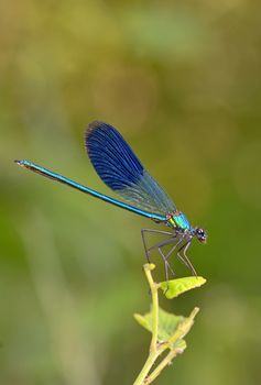 dragonfly in forest (coleopteres splendens)