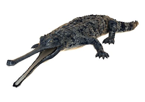 3D digital render of a gharial or Gavialis gangeticus, or gavial, or fish-eating crocodile isolated on white background