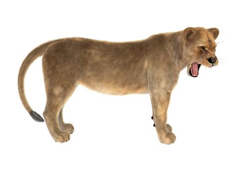3D digital render of a female lion roaring isolated on white background