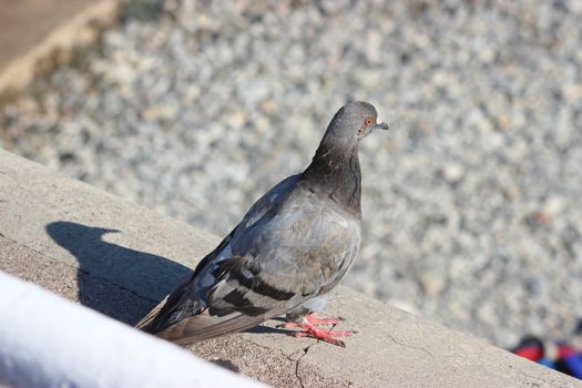 Pigeon and its shadow on the coast in Nice, France