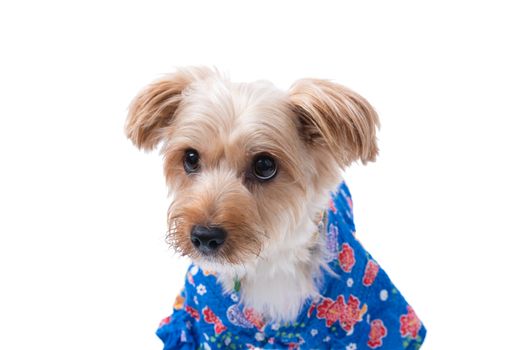 A Yorkshire Terrier wearing a blue Japanese Yukata.